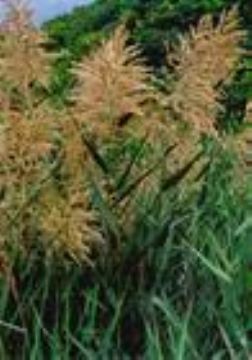  Phragmites Australis Extract